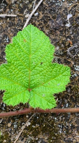 green spear shape leaf thumbnail