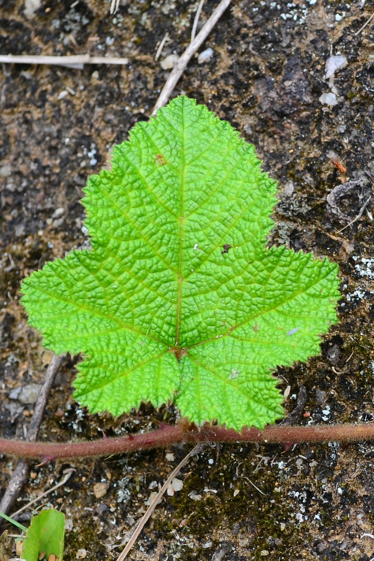 green spear shape leaf