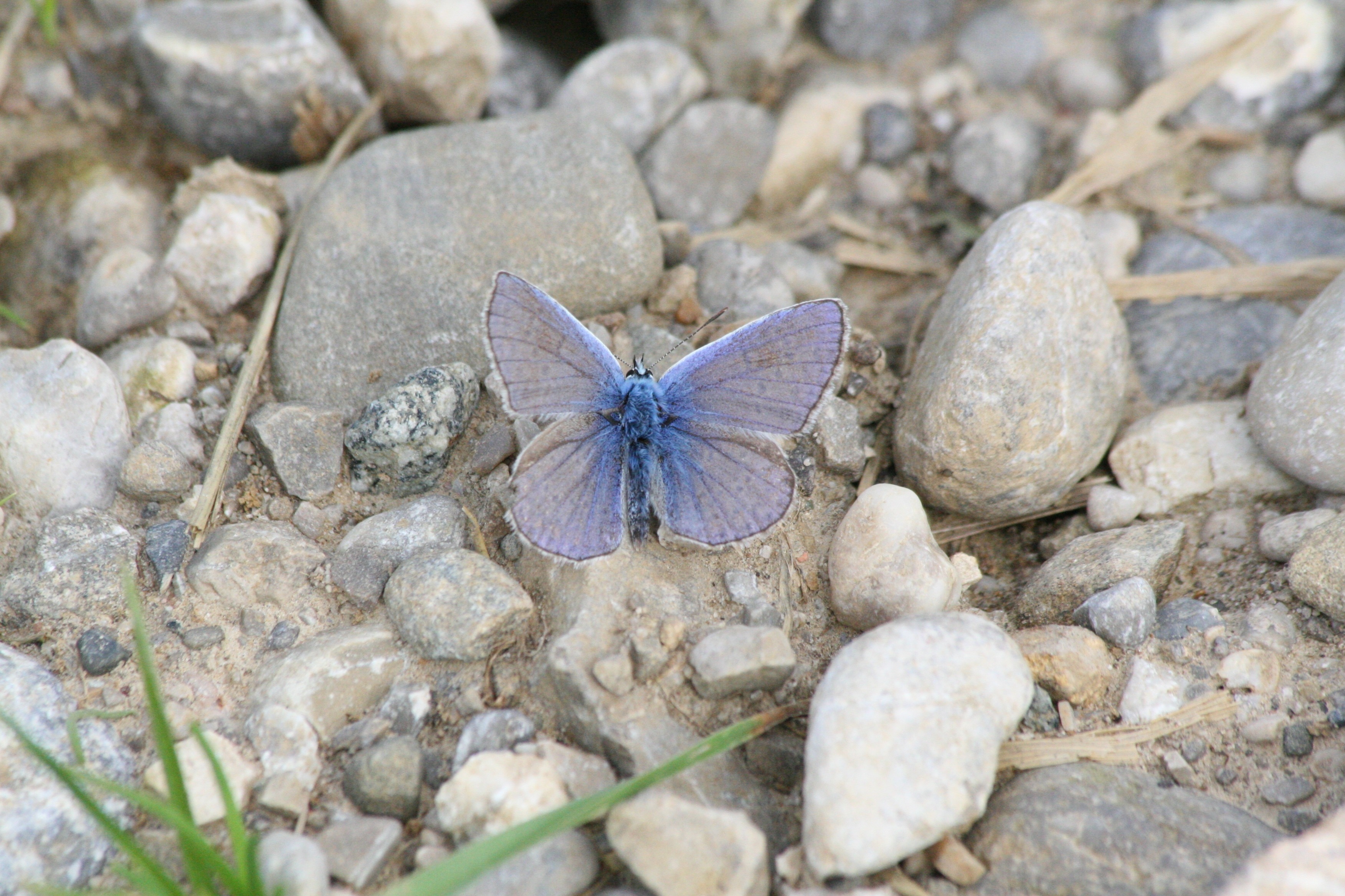 purple moth