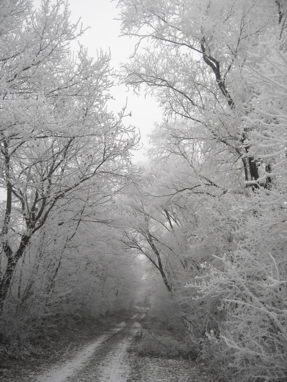 gray scale trees preview