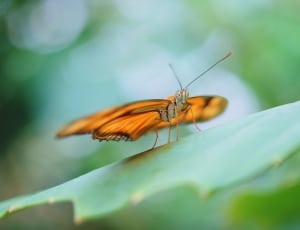 orange and black butterfly thumbnail
