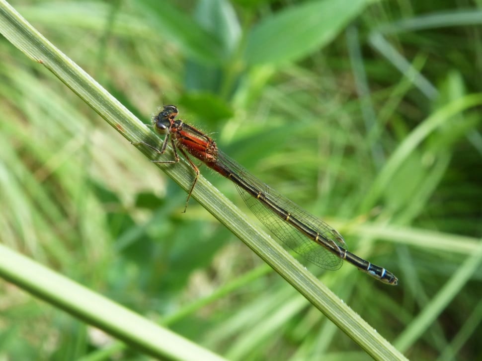 red damselfly preview