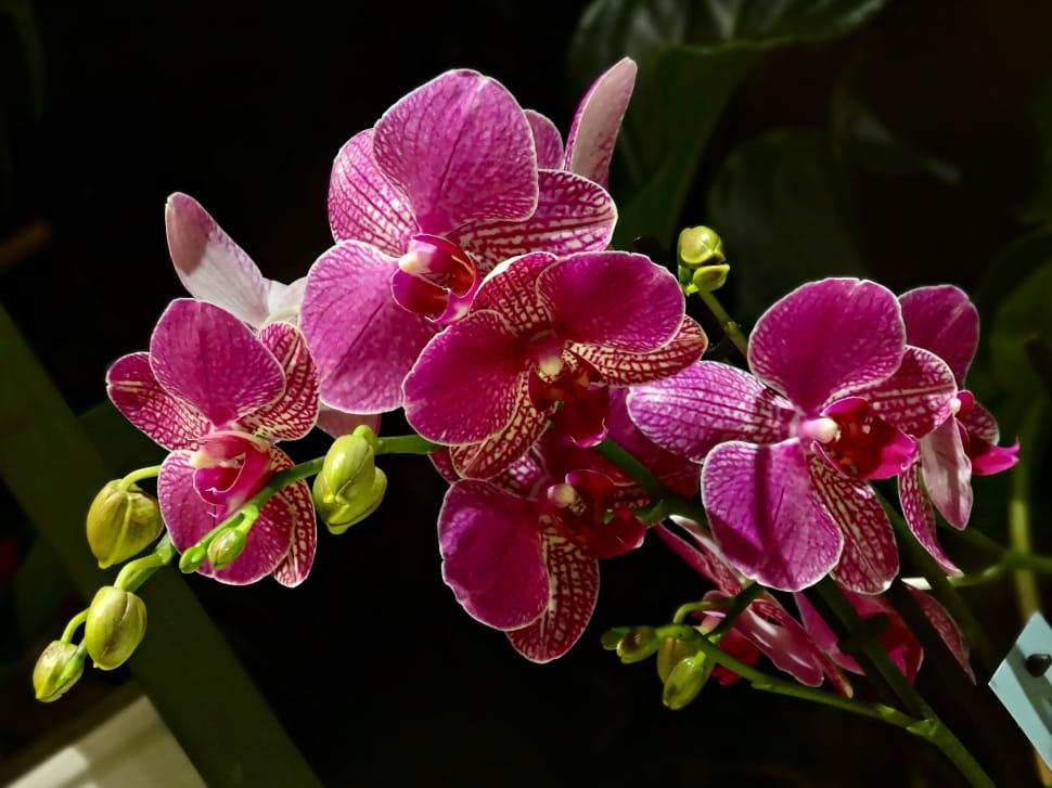 pink petaled orchid preview