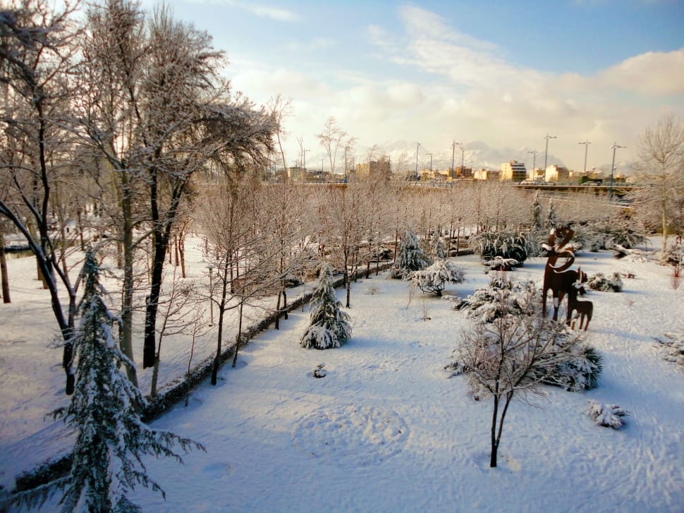 bare trees covered with snow preview