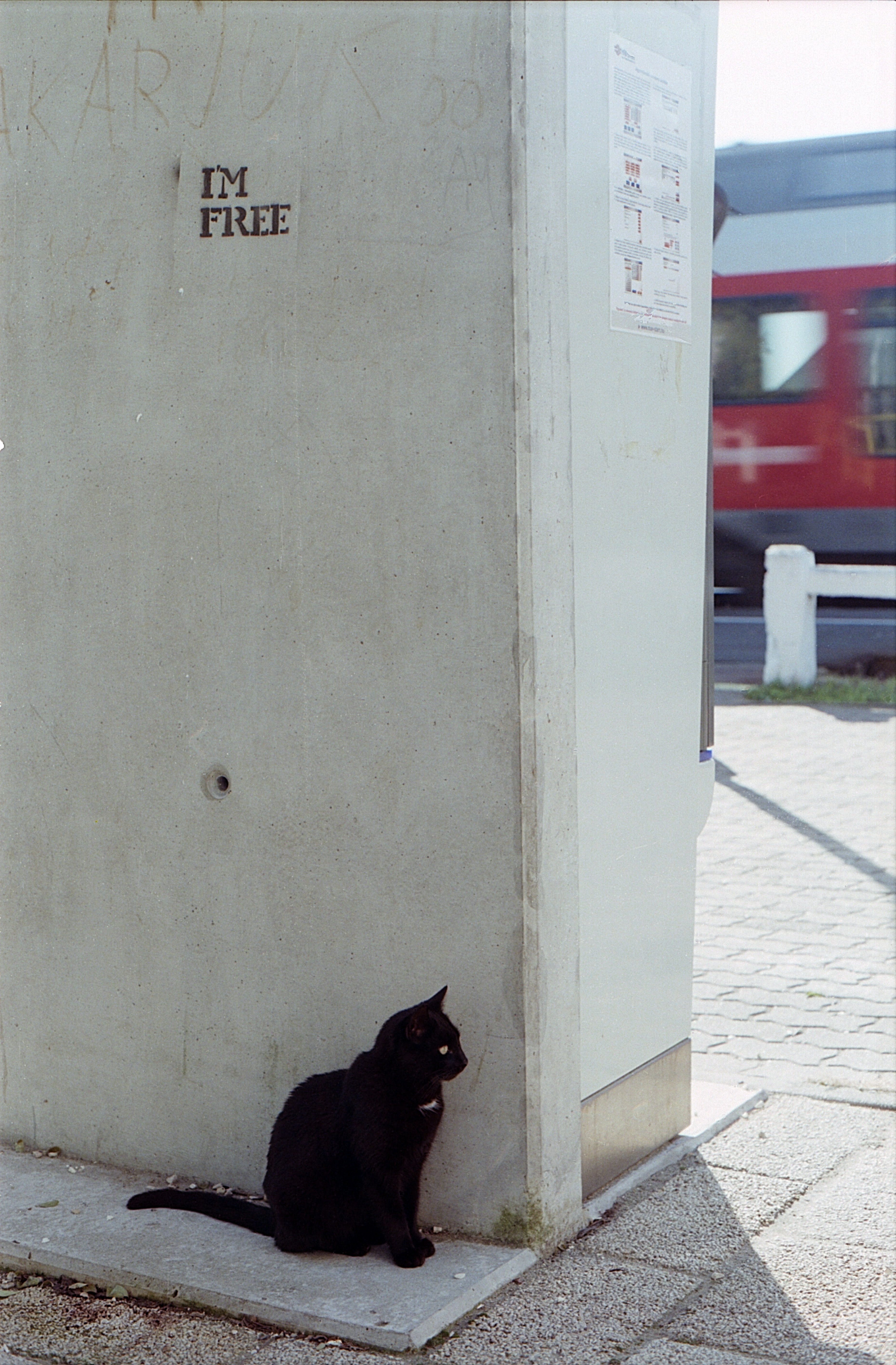 black short coated cat