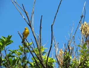 yellow bird thumbnail
