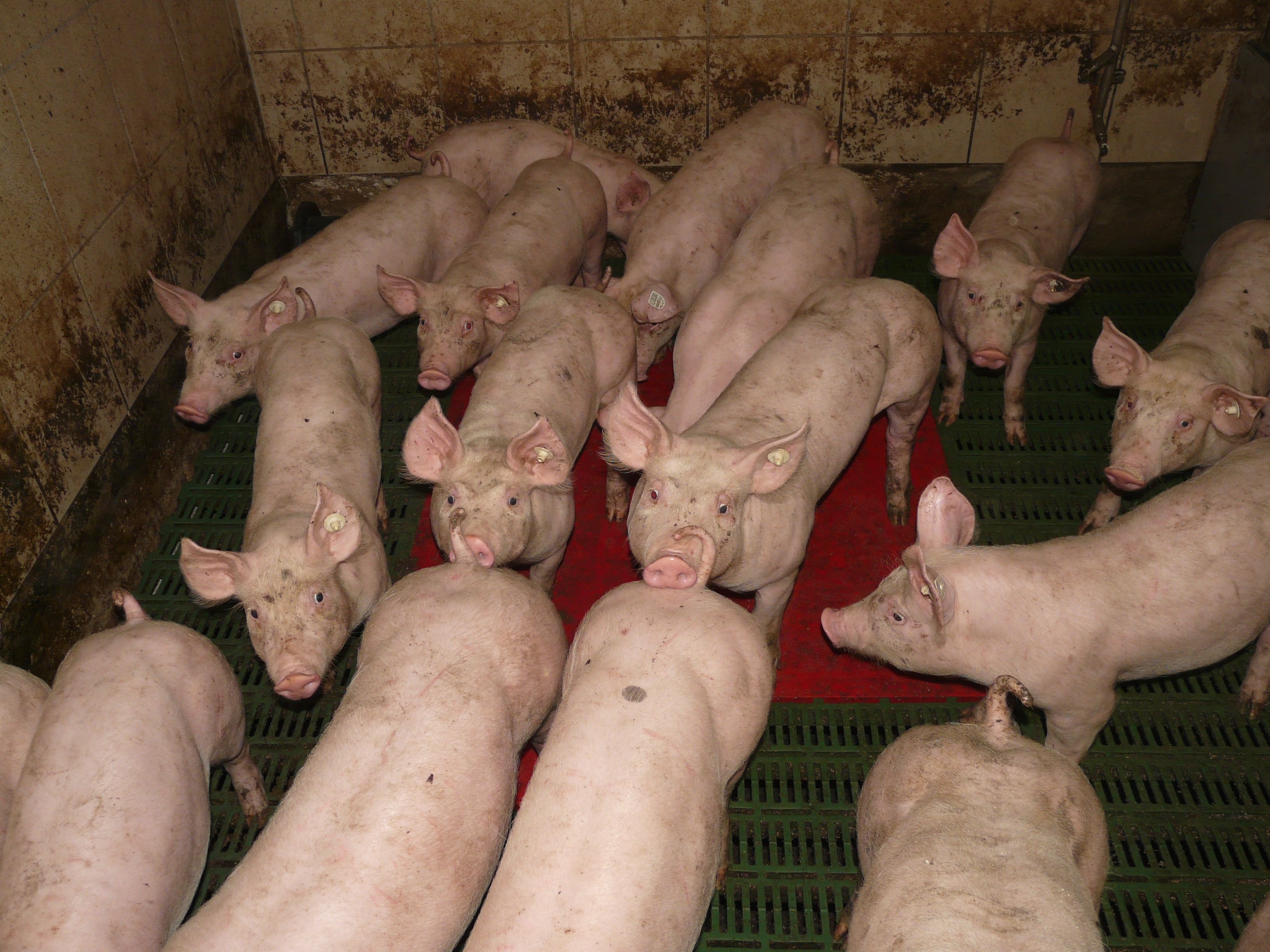 group of pig