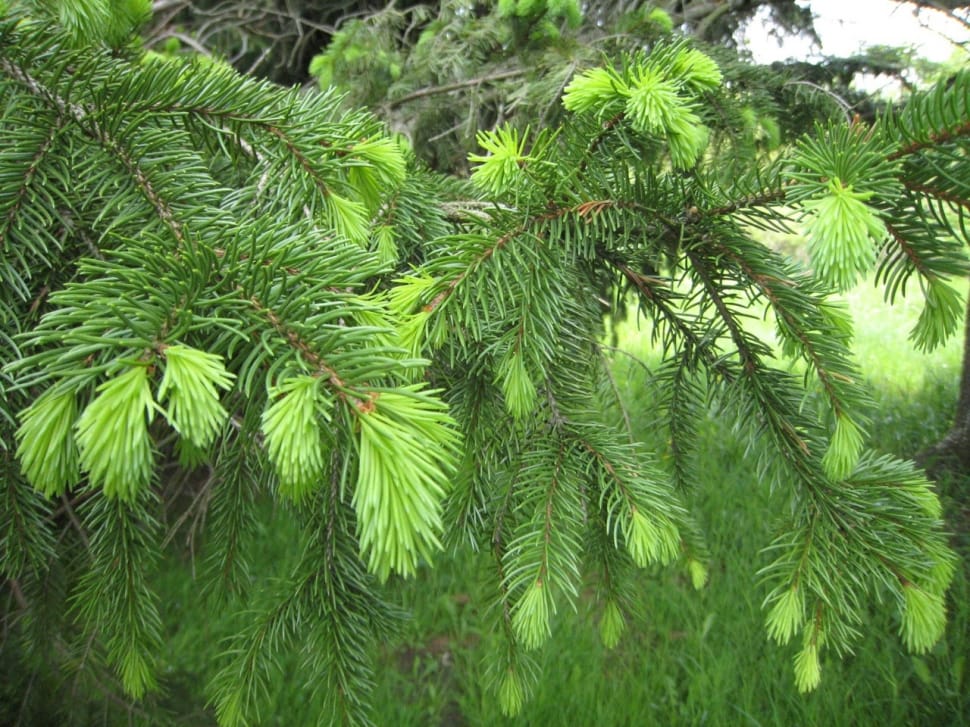 green pine tree preview