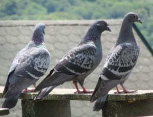three gray pigeons thumbnail