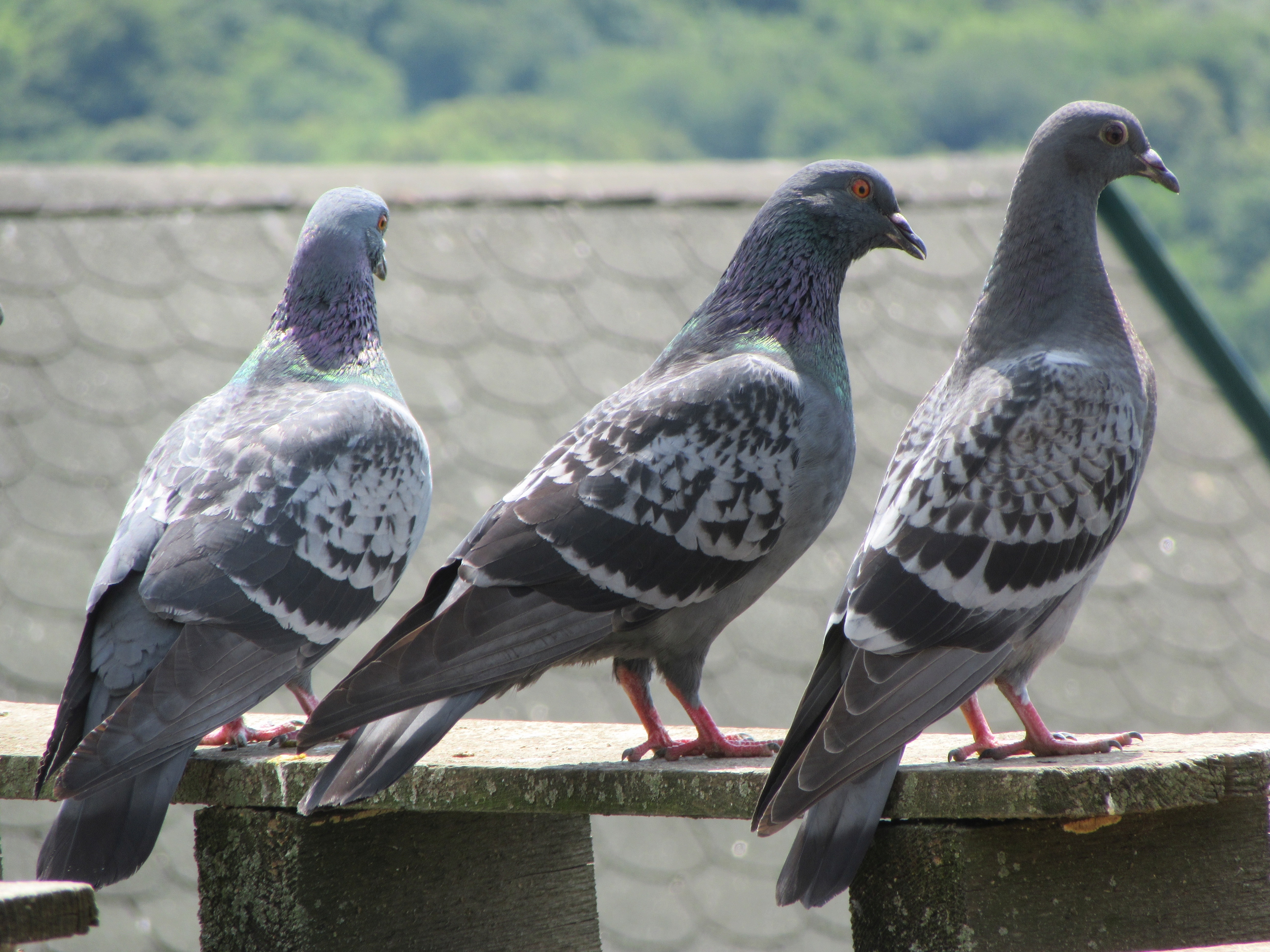 three gray pigeons