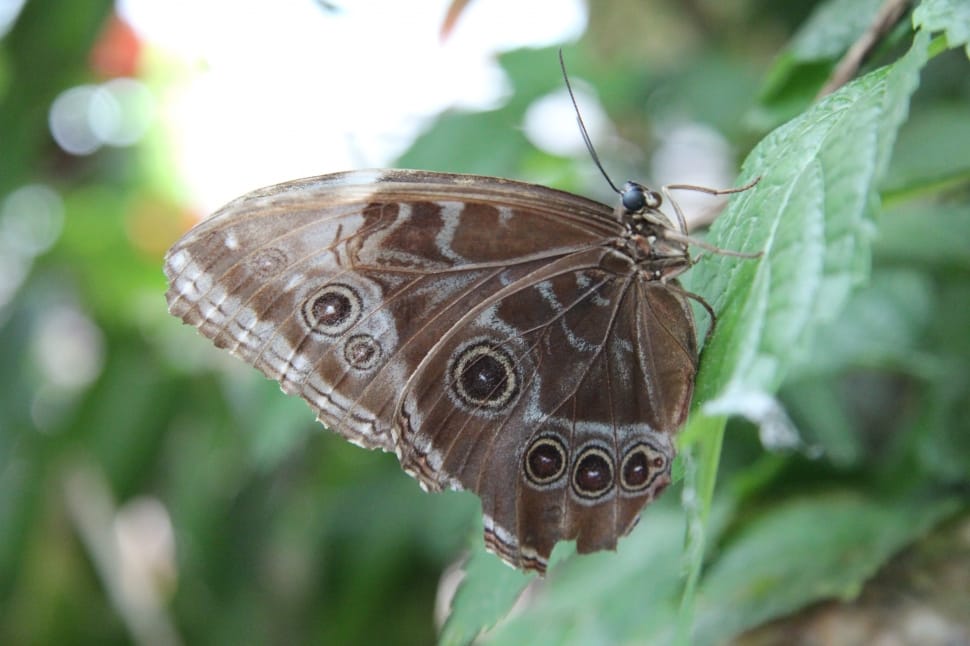 brown and white butterfly preview