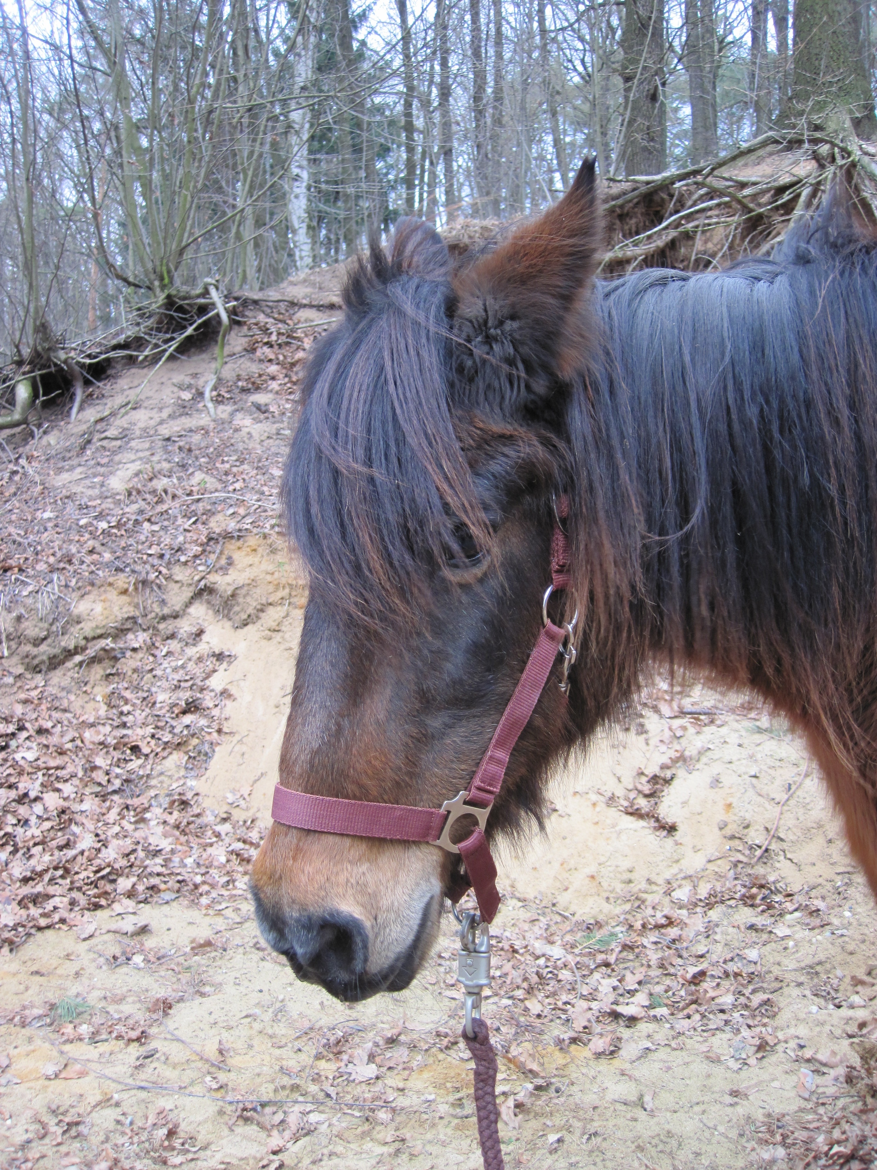 brown coated horse
