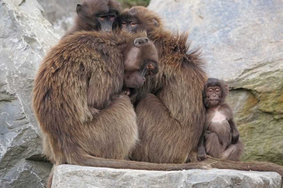 monkey animals preview