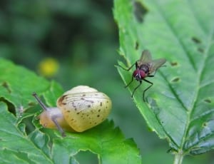 common house fly and yellow snail thumbnail