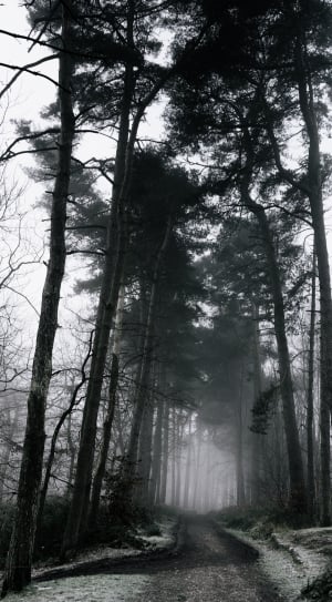 gray scale photography of trees and road thumbnail