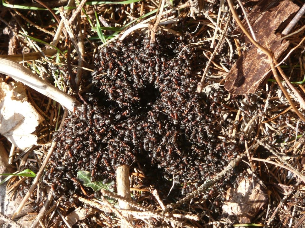 swarm of ants preview