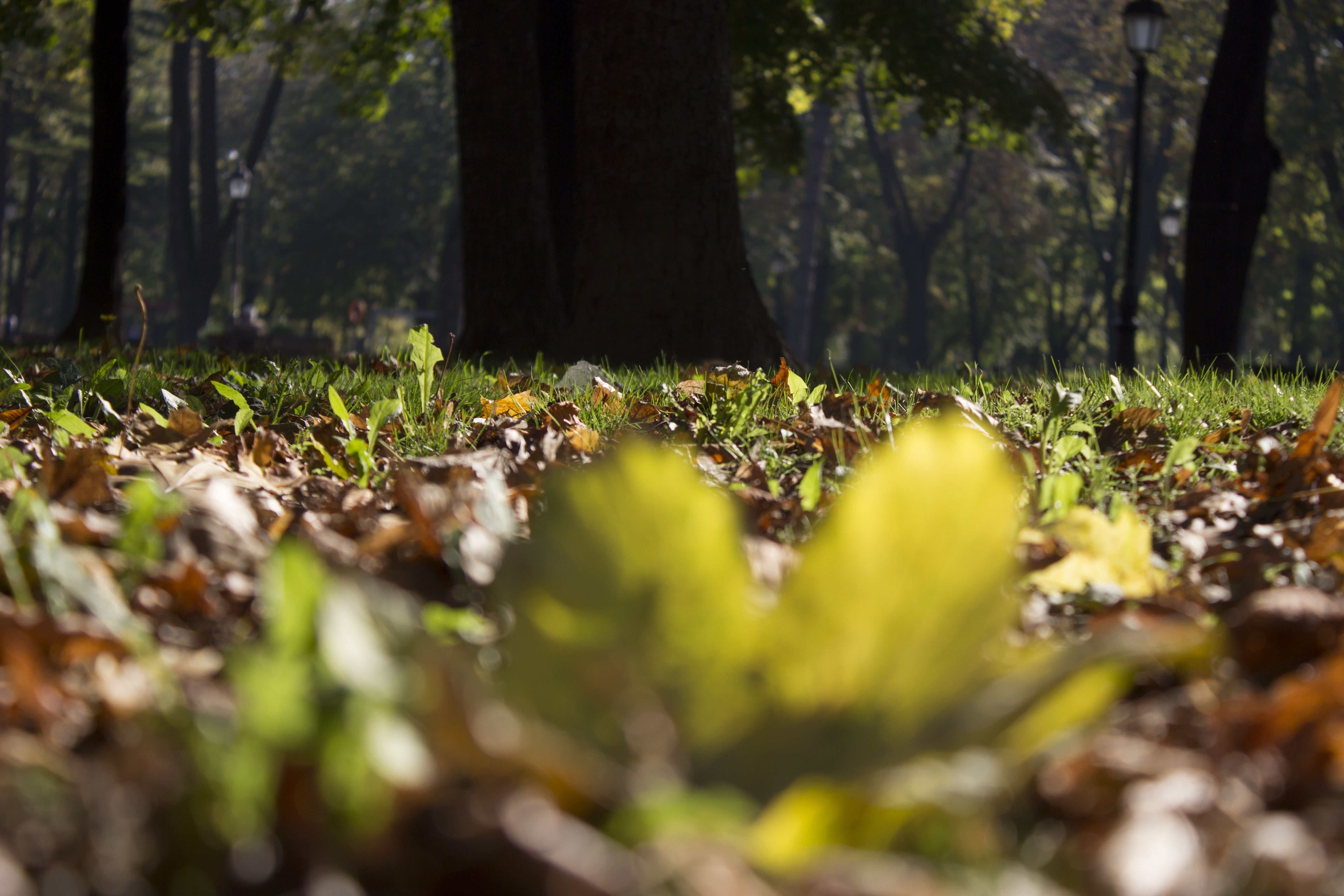 brown leaves