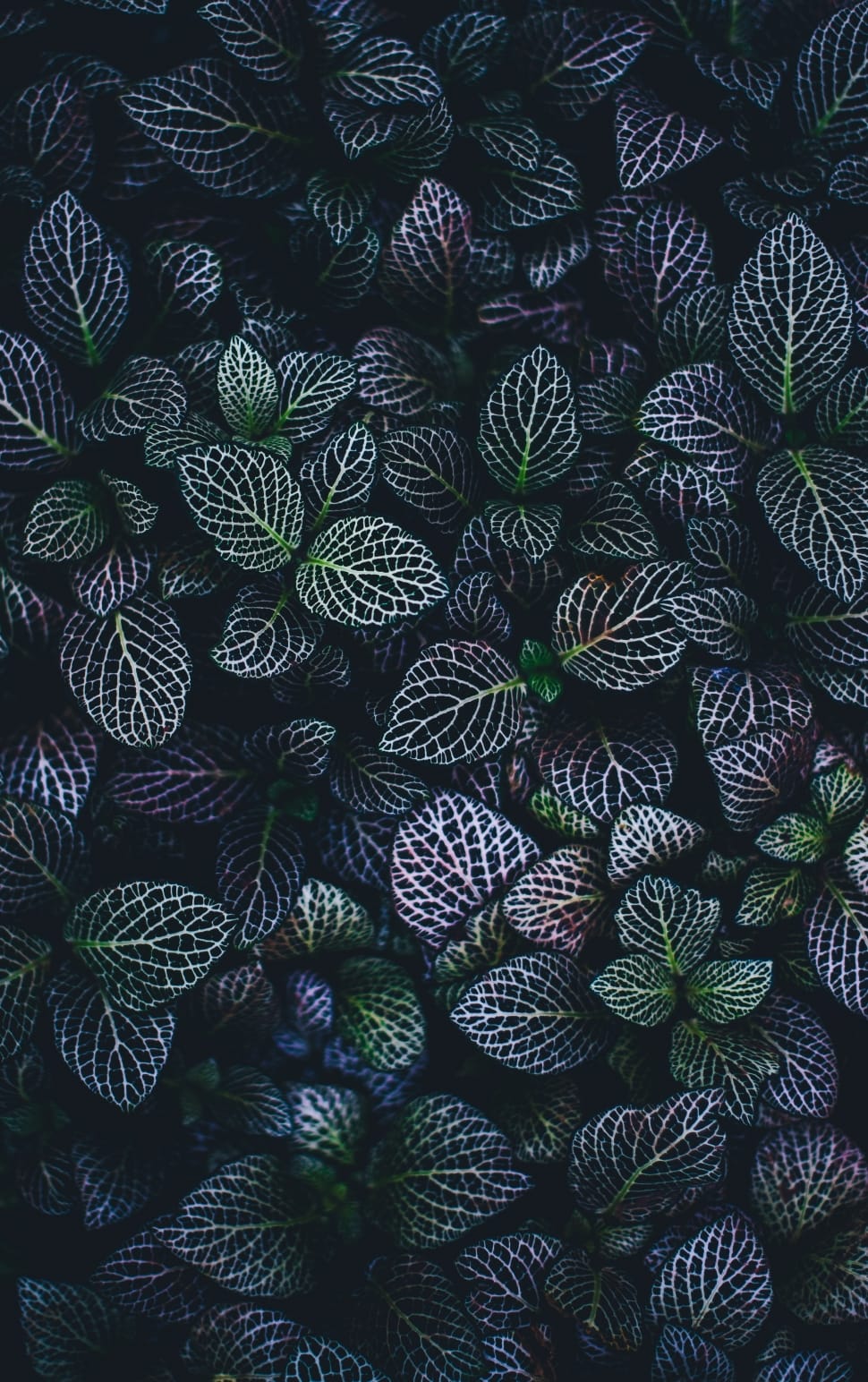 purple leaf plants preview