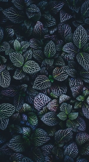 purple leaf plants thumbnail