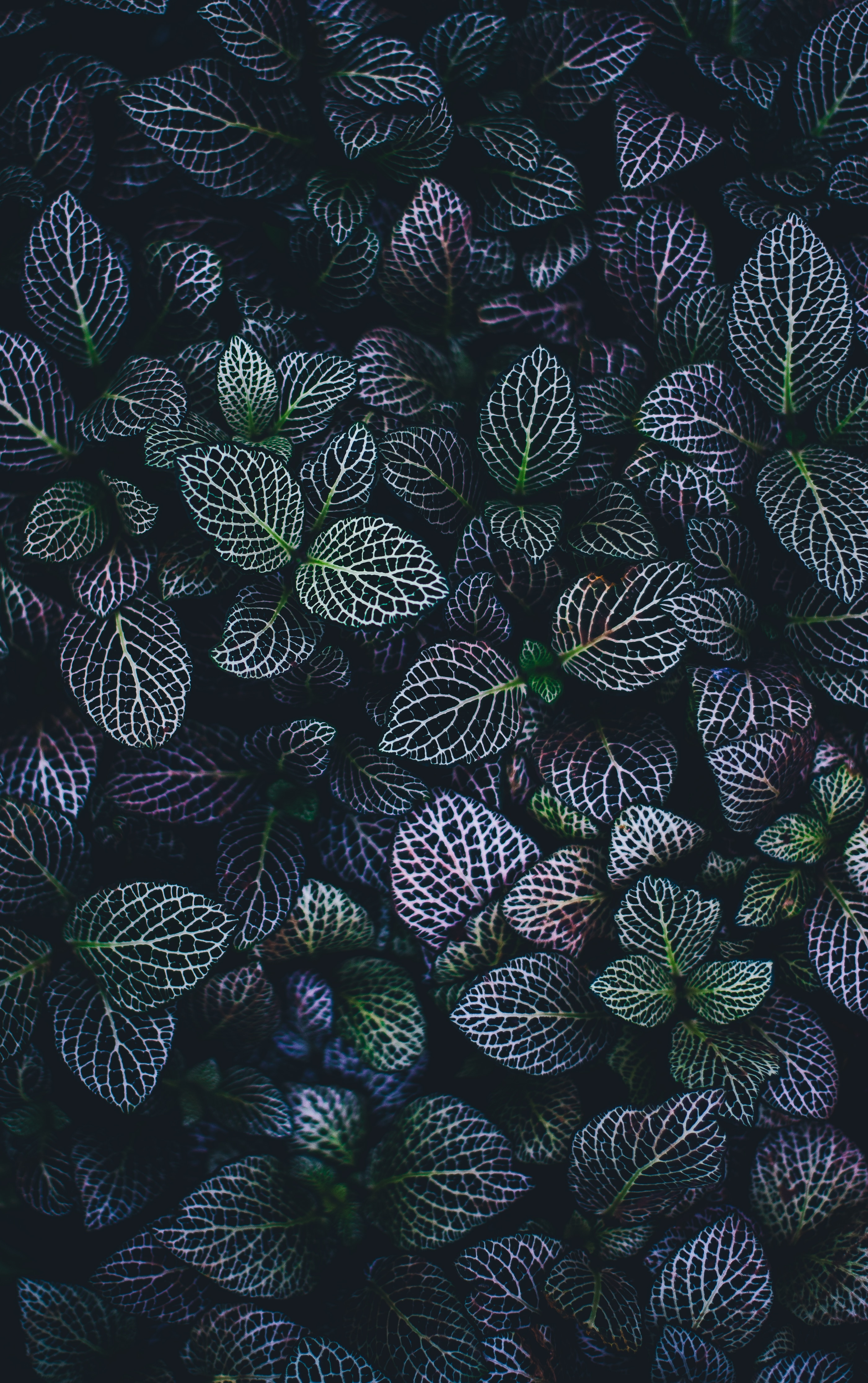 purple leaf plants