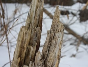 macro photography of tree branch in snowfield mountain during daytime thumbnail