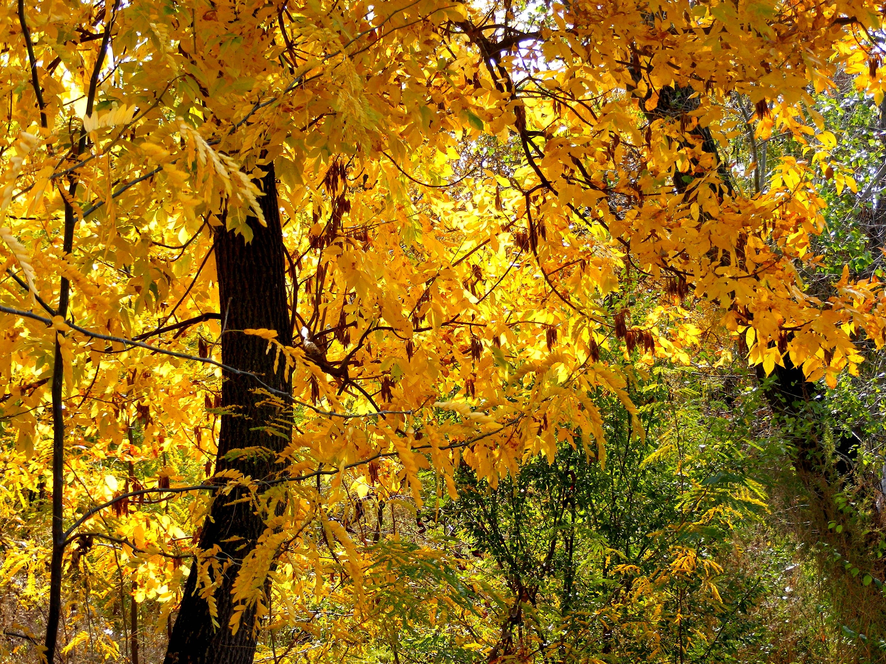 brown leaf tree