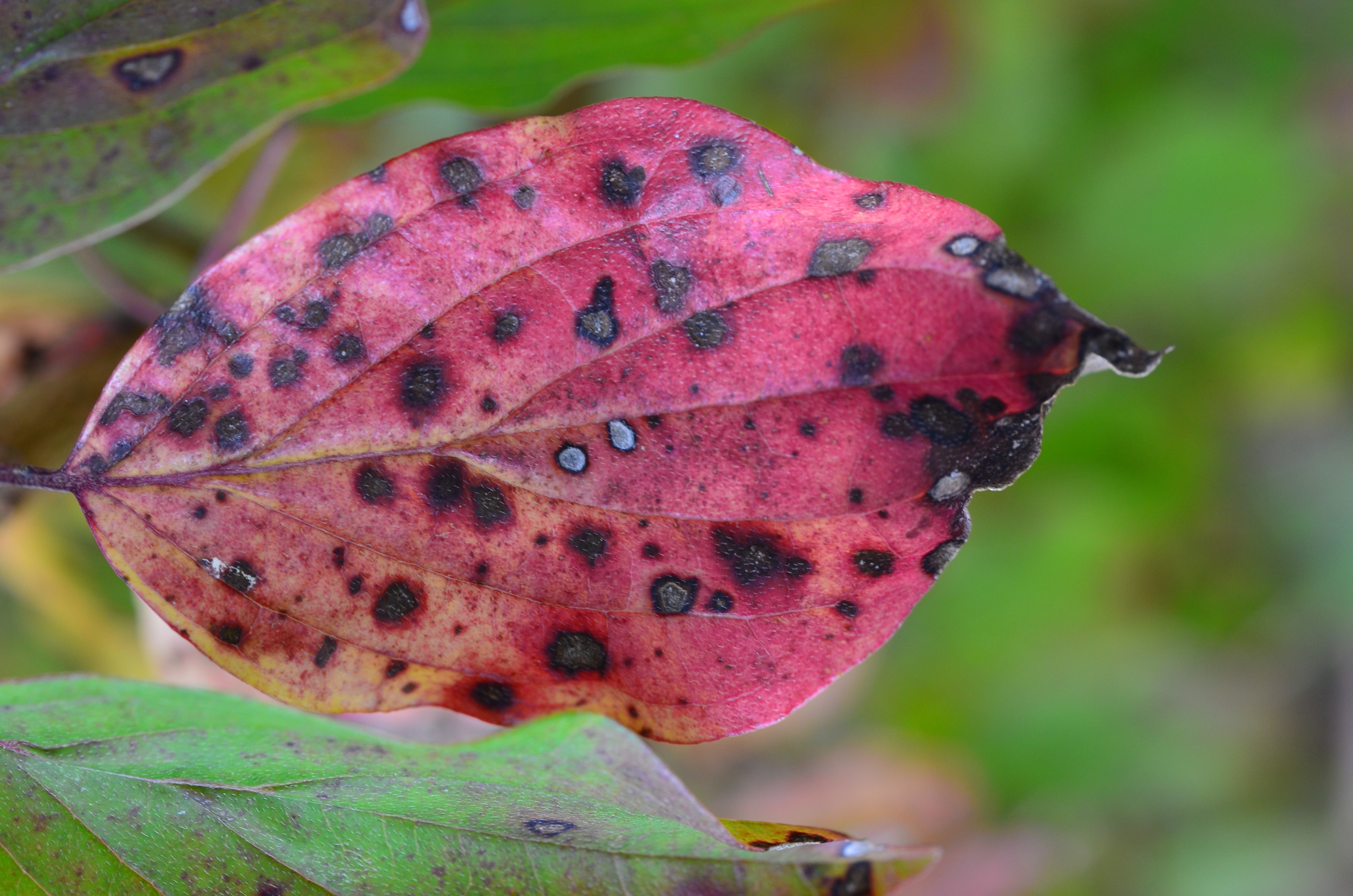 red orange and black leaf