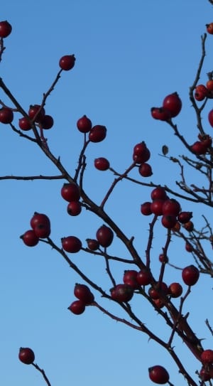 cranberries fruit thumbnail