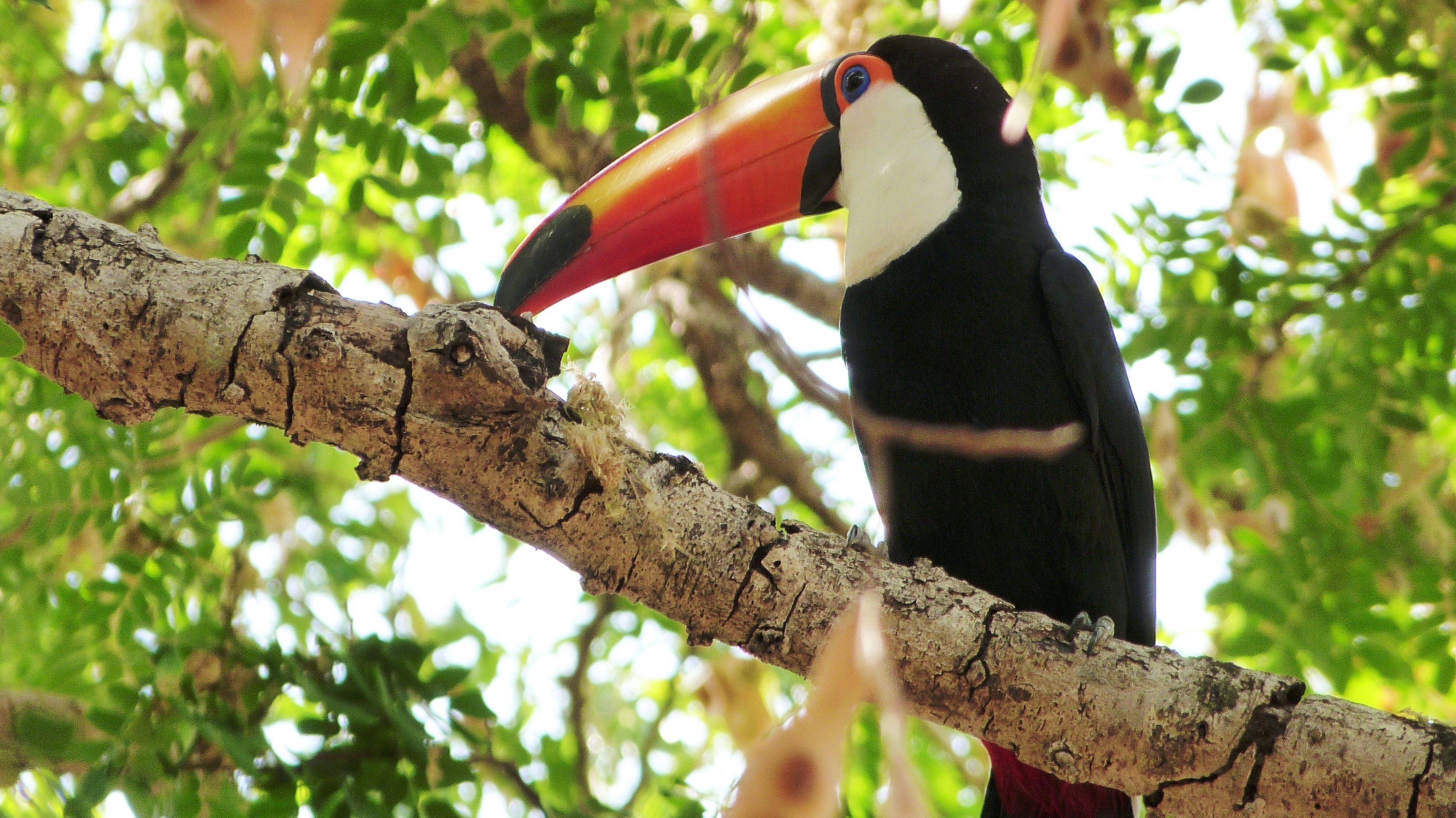 black white and orange toucan