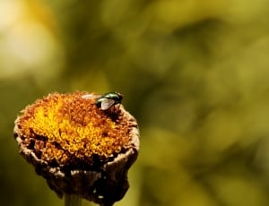 bottle wasp perched on yellow flower thumbnail