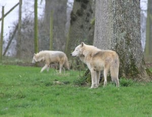 white and brown wolf dogs 2 thumbnail