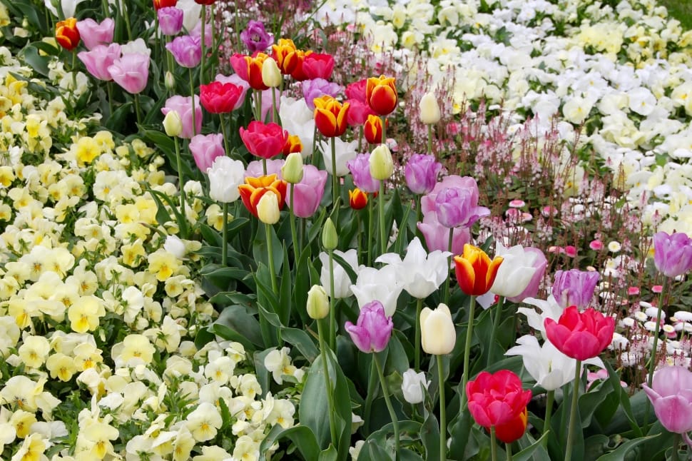 assorted flowers preview