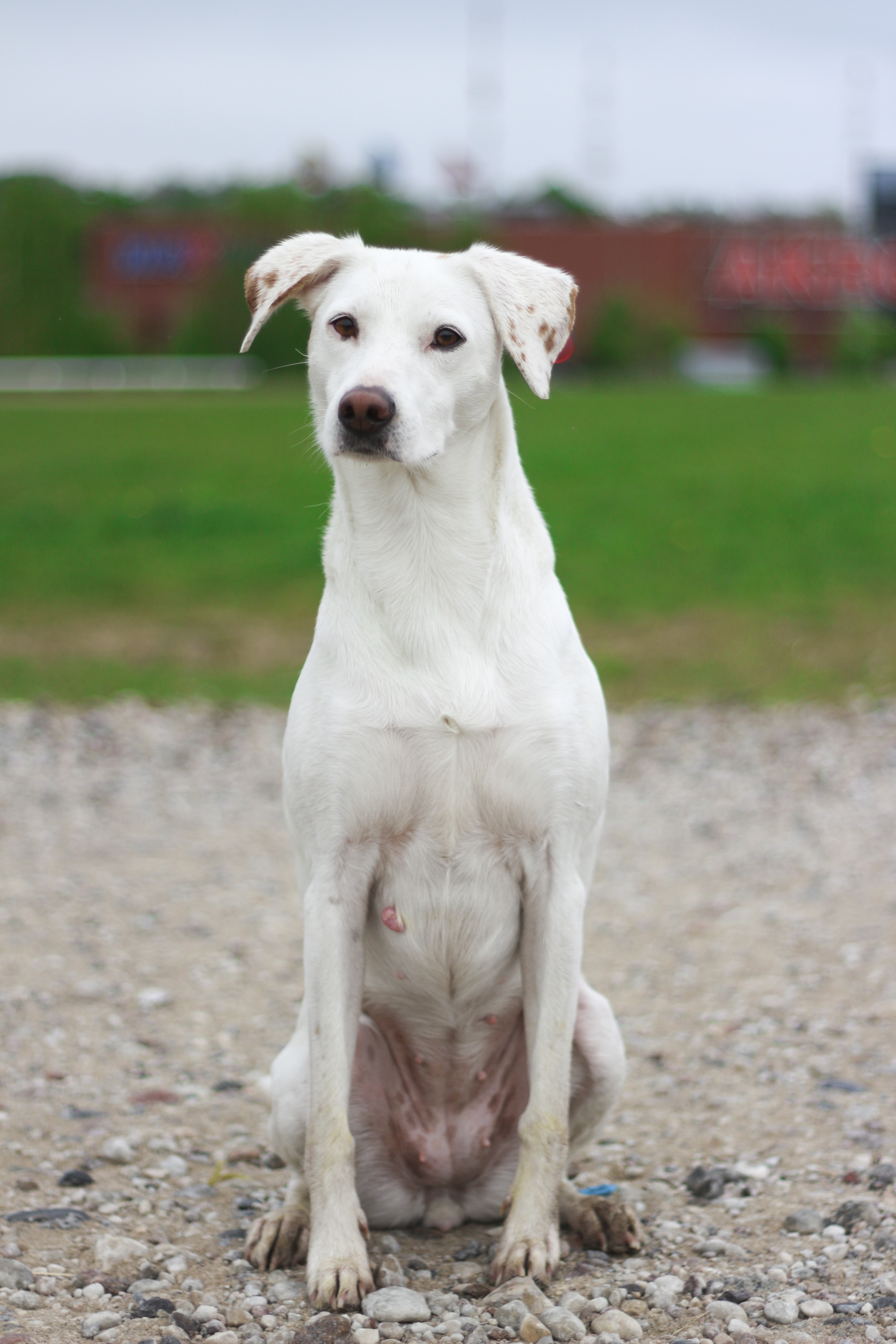 white short coat medium dog