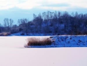 brown and blue snowy grass and trees thumbnail