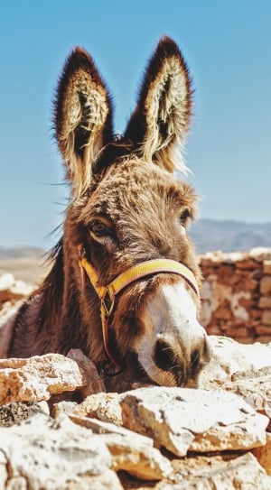 brown donkey thumbnail