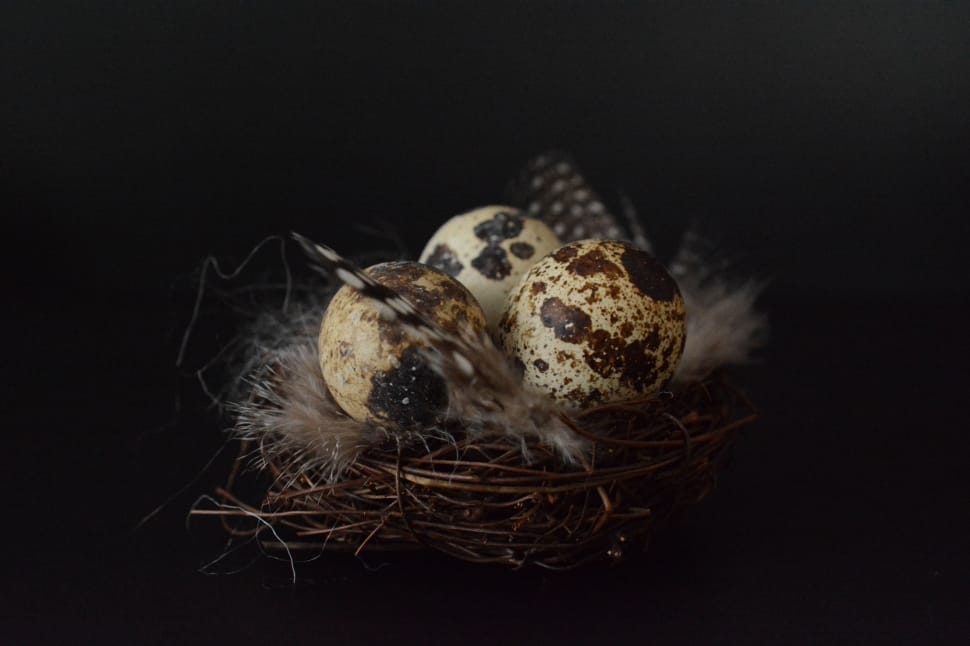 three quail eggs preview
