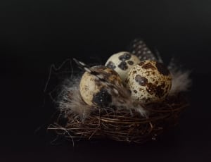 three quail eggs thumbnail