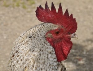 red and white rooster thumbnail