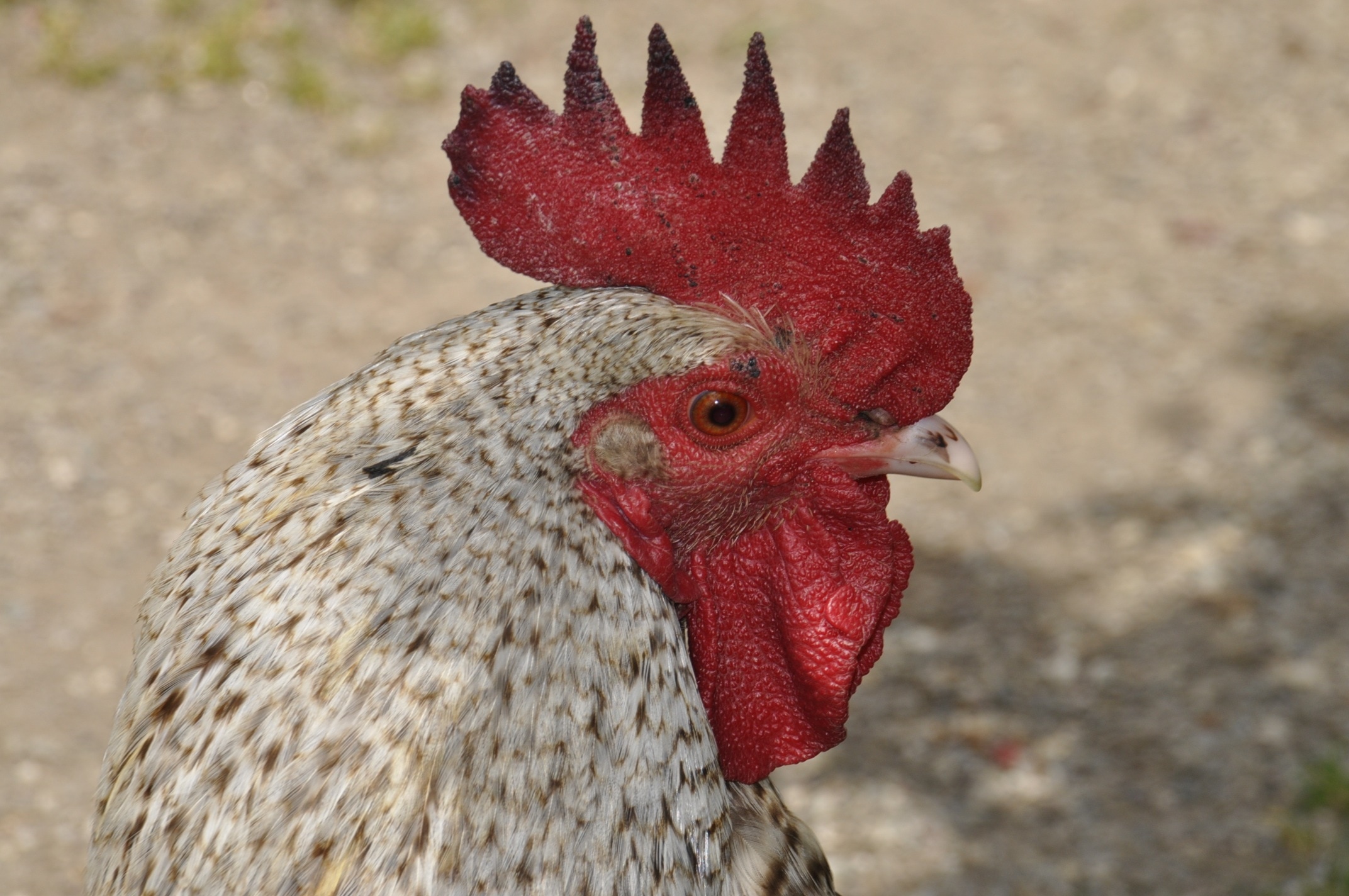 red and white rooster