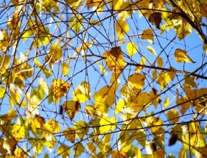 yellow leaf of tree thumbnail