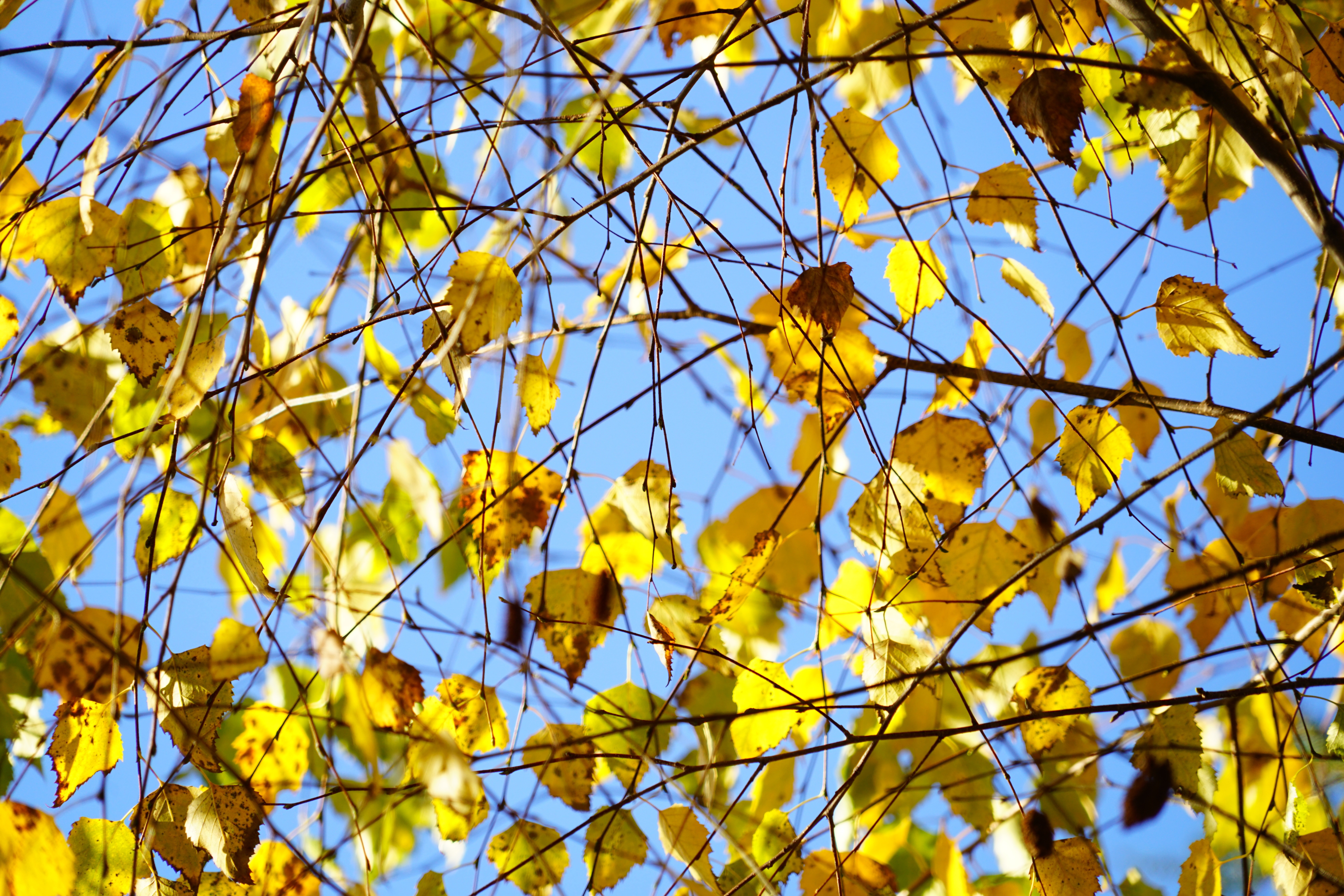 yellow leaf of tree