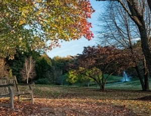 photography of forest park with brown wooden bench and blue glowing dried tree thumbnail