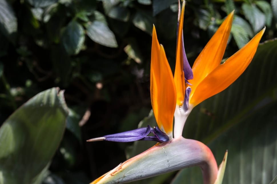 birds of paradise flower preview