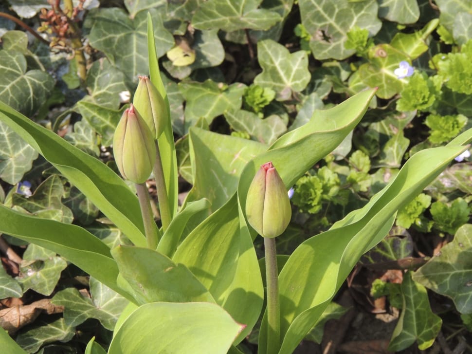 pink tulips bud preview