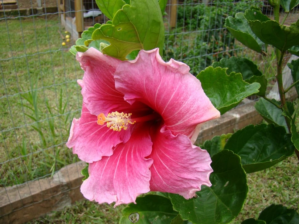 pink hibiscus fower preview