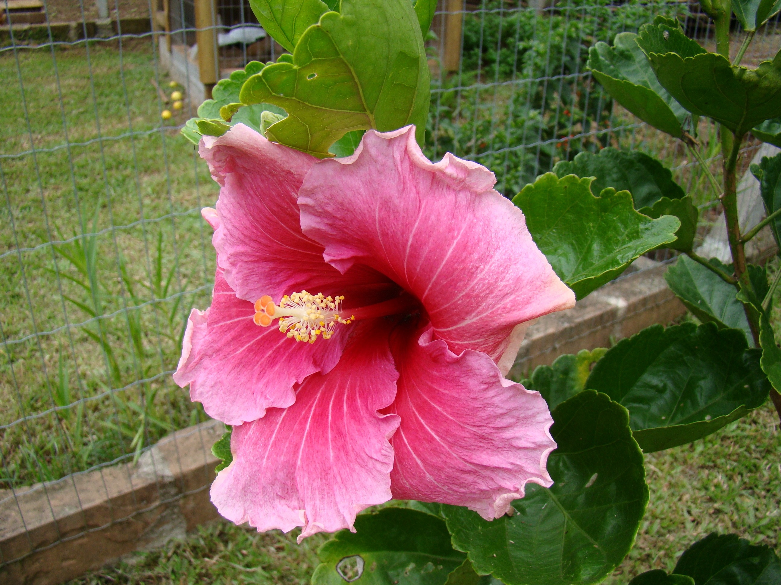 pink hibiscus fower