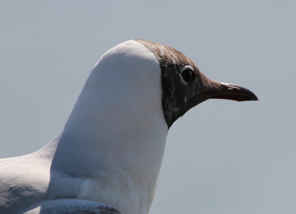 Black-headed gull preview