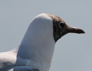 Black-headed gull thumbnail