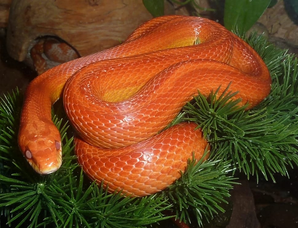 orange and yellow snake preview