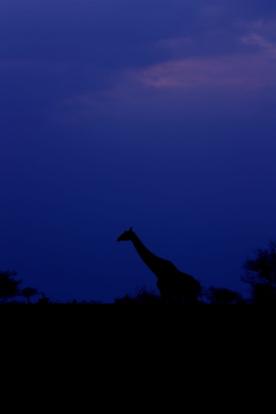 silhouette of giraffe preview